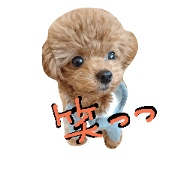 Bear dog Amu 1