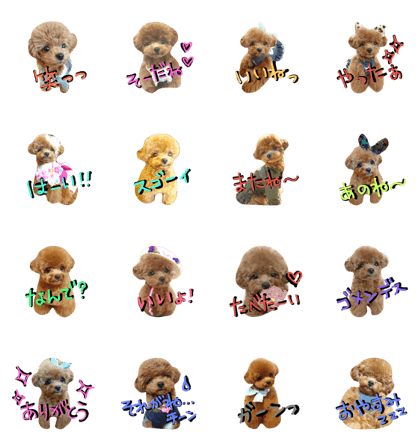 Bear dog Amu 1