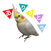kiyominopetto