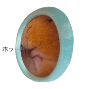 a hamster mint