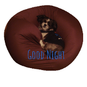 sera&staff dog