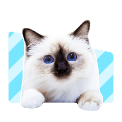 PHOTO-DESIGN stickers [CATS]