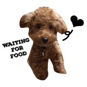 toypoodle Choro -English-
