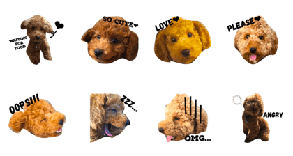 toypoodle Choro -English-