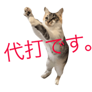 Cat's baseball live commentary
