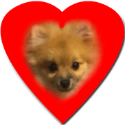 Pomeranian yunomi