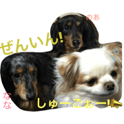 Three pet dog brothers