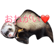 ferret life