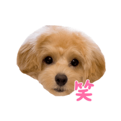 Ayumi_20210616210910