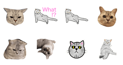 dull dull the cat