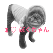 POOH dog