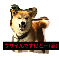 犬の写真 Line スタンプ Line Store 犬の写真 Line スタンプ Line Store
