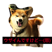 Dog photograph