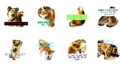Dog photograph
