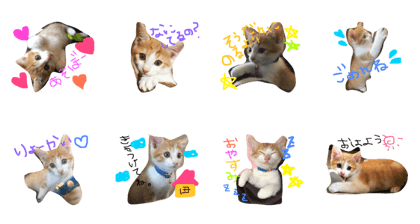 It is Mon-Kichi of kittens.