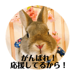 A rabbit has long ears