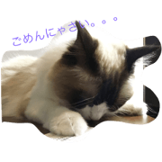 Ragdoll Noel's life.