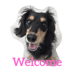 Dog Cute Picture Line Stickers Line Store