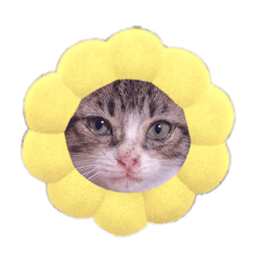 sakurakonomiichan