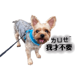 Kiki 有話說2.0