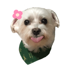 我家阿噹(/ ‘з’)/