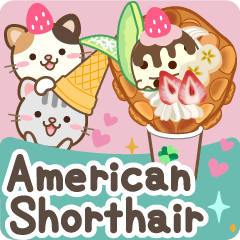 American Shorthair caring polite english