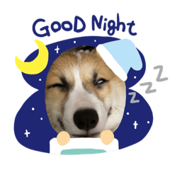 Yuuma corgi my dog