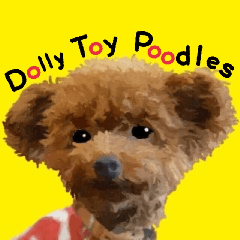 Dolly Toy Poodles