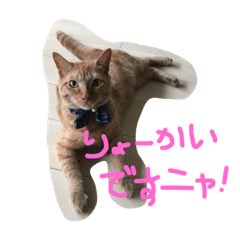 Cats of KOMAGAMINE!!