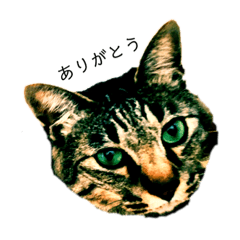 Fuwadii