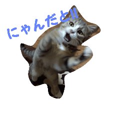 Funny Kitty Nekomaru