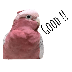 Galah (pink bird)