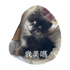 我家家狗叫嚕嚕