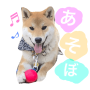 Shiba dog  Yamato