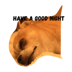 Kotetsu of chihuahua