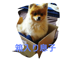 Pomeranian ponta  1