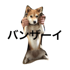 shiba muu