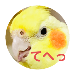 オカメのインコ