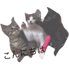 my cat!!!