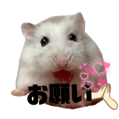 リアルかわいい ハムスタースタンプ Lineクリエイターズスタンプ Stamplist リアルかわいい ハムスタースタンプ Lineクリエイターズスタンプ Stamplist