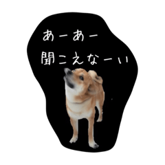 shibainu_taro 3