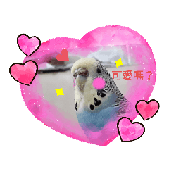 小鳥鸚