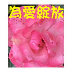 Flower language by Hu and Lu 2