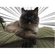 kansai ben CAT