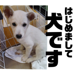 白犬の雑種の保護犬の愛犬の妹子ちゃん