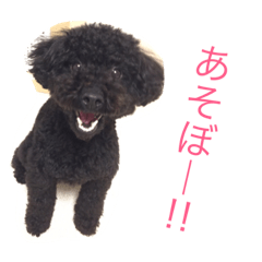 toypoodleganmo
