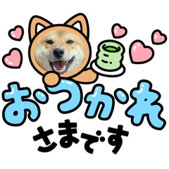 shiba inu gori2