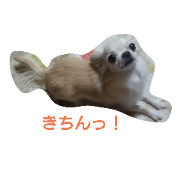 chihuahua Pico 3