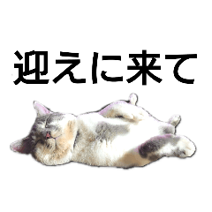 だいたい寝てる猫(文字ありver.)