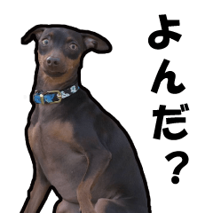 Miniature Pinscher Sticker